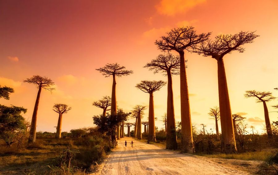 Experience the Wonders of Madagascar: A Guide to Preparing for Your Trip – Crazy sexy fun traveler