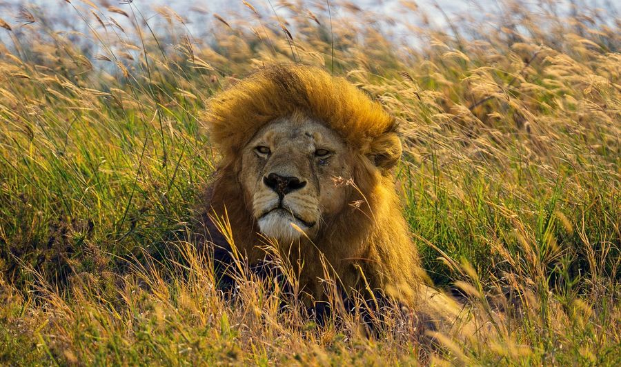 best places for African safari - lion in Tanzania