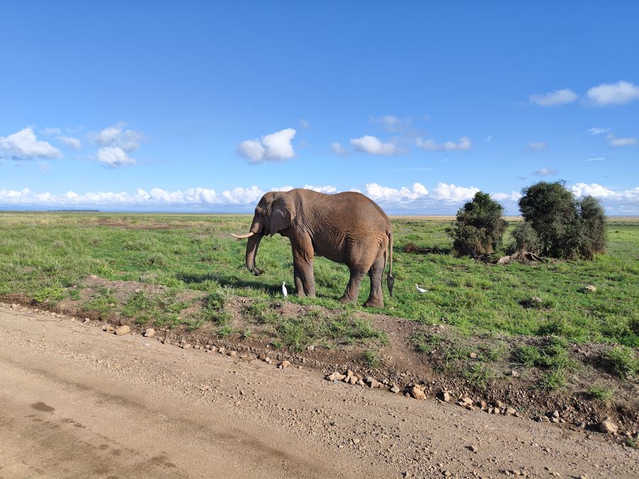 top reasons to visit Kenya - Kenya Amboseli elephants