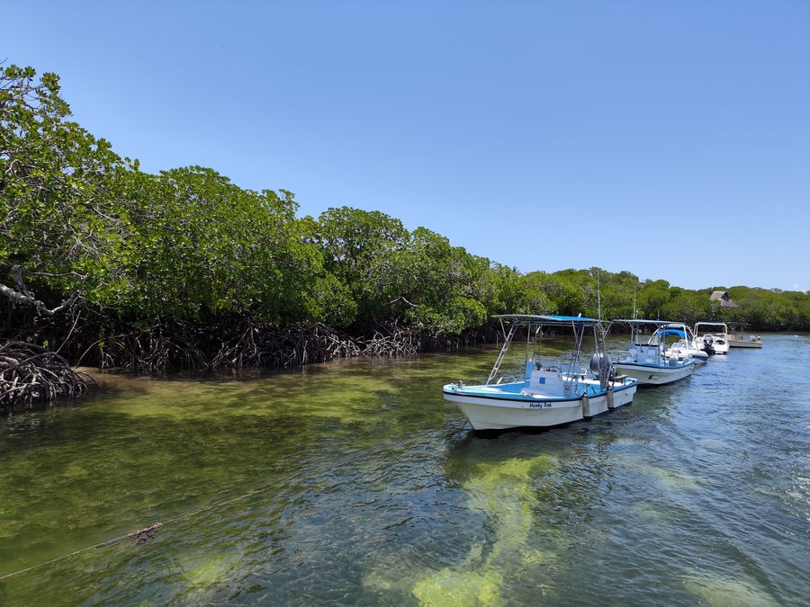 top reasons to visit Kenya Watamu mangroves